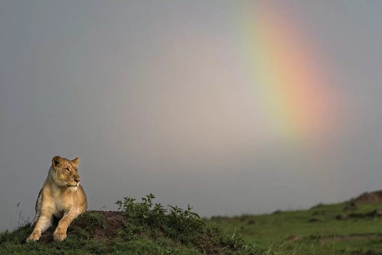 Africa, Kenya, Maasai Mara National Reserve. Female lion and rainbow.