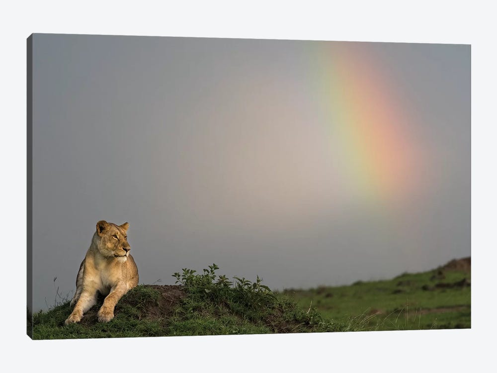 Africa, Kenya, Maasai Mara National Reserve. Female lion and rainbow. by Jaynes Gallery 1-piece Canvas Wall Art