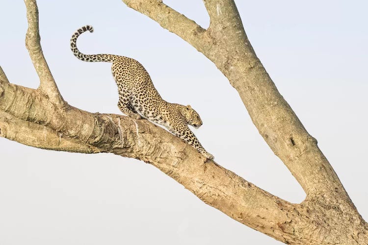 Africa, Kenya, Maasai Mara National Reserve. Leopard stretching in tree. by Jaynes Gallery wall art