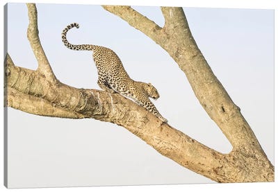 Africa, Kenya, Maasai Mara National Reserve. Leopard stretching in tree. Canvas Art Print - Kenya