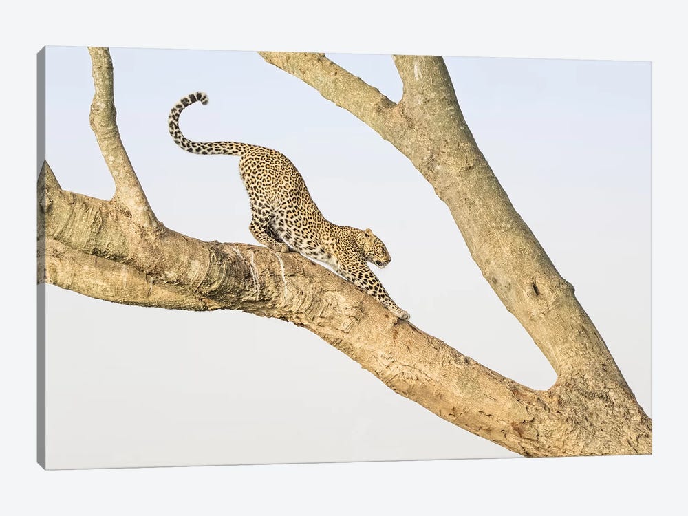 Africa, Kenya, Maasai Mara National Reserve. Leopard stretching in tree. by Jaynes Gallery 1-piece Canvas Print