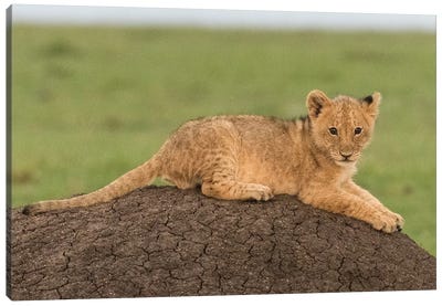 Africa, Kenya, Maasai Mara National Reserve. Lion cub on termite mound. Canvas Art Print - Maasai Mara National Reserve