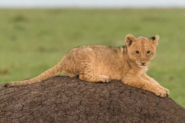 Africa, Kenya, Maasai Mara National Reserve. Lion cub on termite mound.