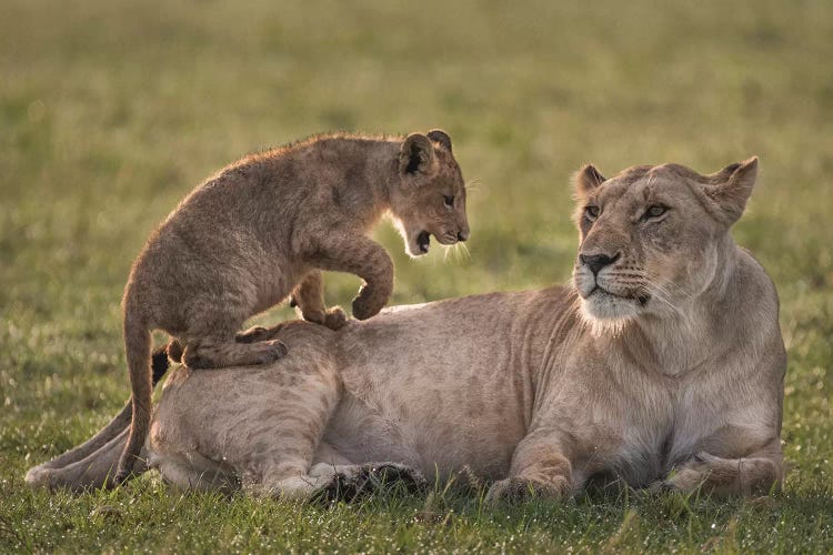 Africa, Kenya, Maasai Mara National Reserve. Lion cub playing with lioness.