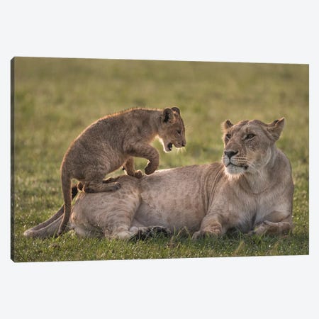 Africa, Kenya, Maasai Mara National Reserve. Lion cub playing with lioness. Canvas Print #JYG365} by Jaynes Gallery Canvas Print