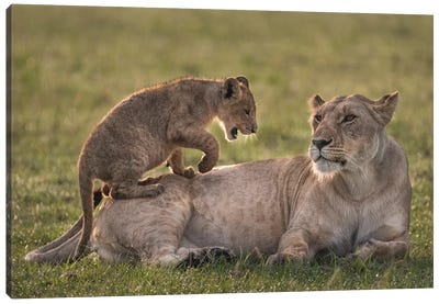 Africa, Kenya, Maasai Mara National Reserve. Lion cub playing with lioness. Canvas Art Print - Kenya