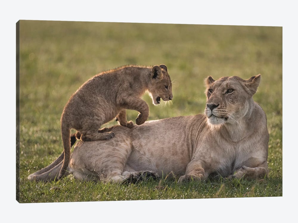 Africa, Kenya, Maasai Mara National Reserve. Lion cub playing with lioness. by Jaynes Gallery 1-piece Canvas Art Print