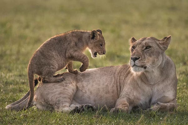 Lion Cub Playing With Lioness. Africa, Kenya, Maasai Mara National Reserve.