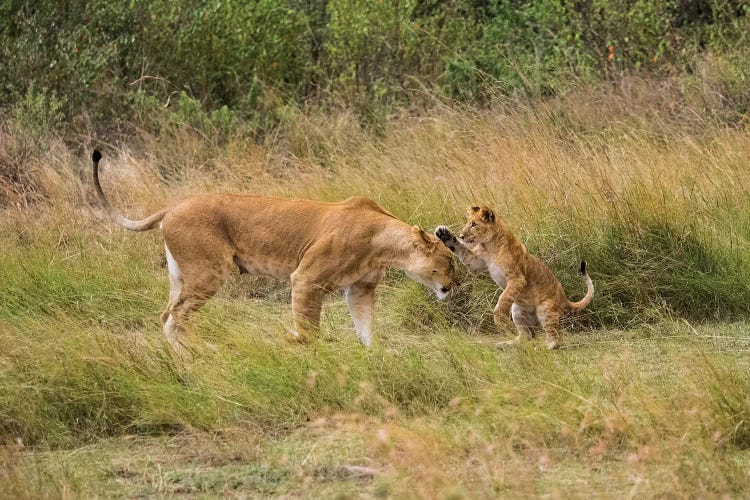 Africa, Kenya, Maasai Mara National Reserve. Lion cub playing with mother.