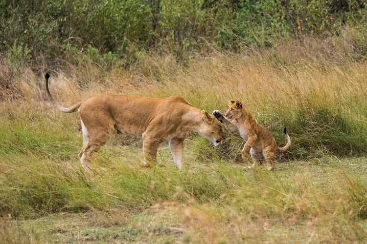 Lion Cub Playing With Mother. Africa, Kenya, Maasai Mara National Reserve.