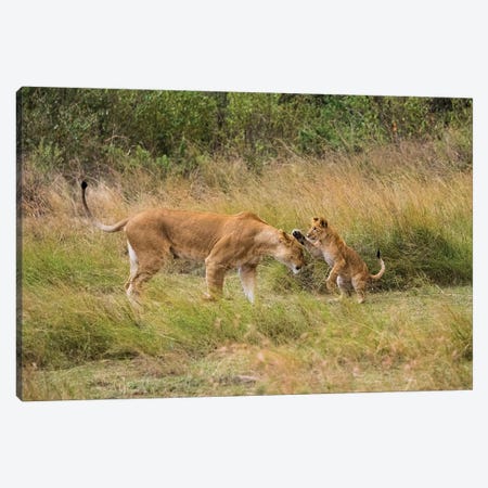 Africa, Kenya, Maasai Mara National Reserve. Lion cub playing with mother. Canvas Print #JYG366} by Jaynes Gallery Canvas Print