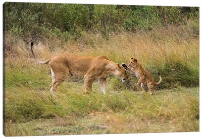 Africa, Kenya, Maasai Mara National Reserve. Lion cub playing with mother. Canvas Art Print - Kenya