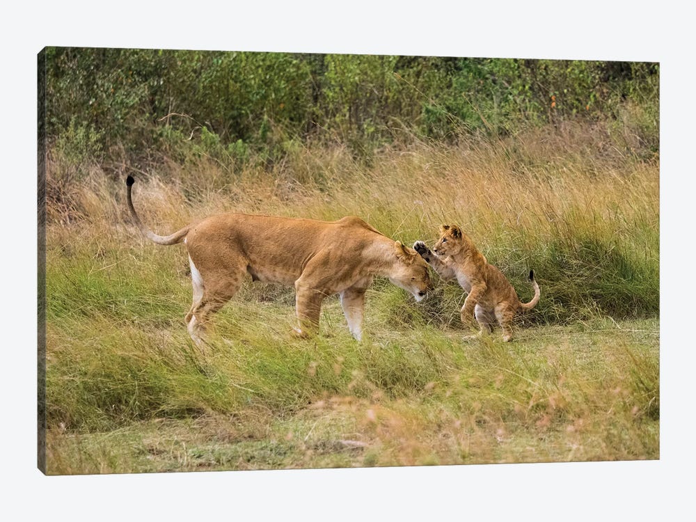 Africa, Kenya, Maasai Mara National Reserve. Lion cub playing with mother. by Jaynes Gallery 1-piece Canvas Artwork