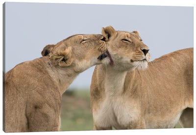 Africa, Kenya, Maasai Mara National Reserve. Lioness interaction. Canvas Art Print - Maasai Mara National Reserve