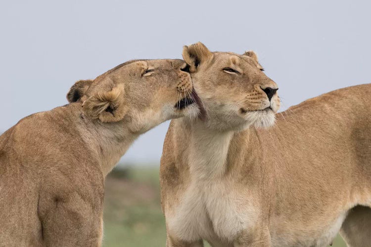 Lioness Interaction. Africa, Kenya, Maasai Mara National Reserve.