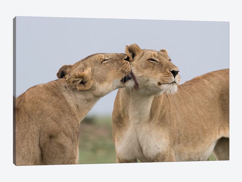 Africa, Kenya, Maasai Mara National Reserve. Lioness interaction. by Jaynes Gallery 1-piece Canvas Art