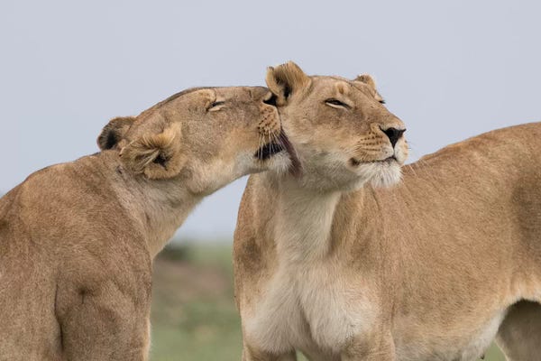 Lioness Interaction. Africa, Kenya, Maasai Mara National Reserve.