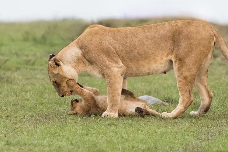 Africa, Kenya, Maasai Mara National Reserve. Lioness playing with cub.