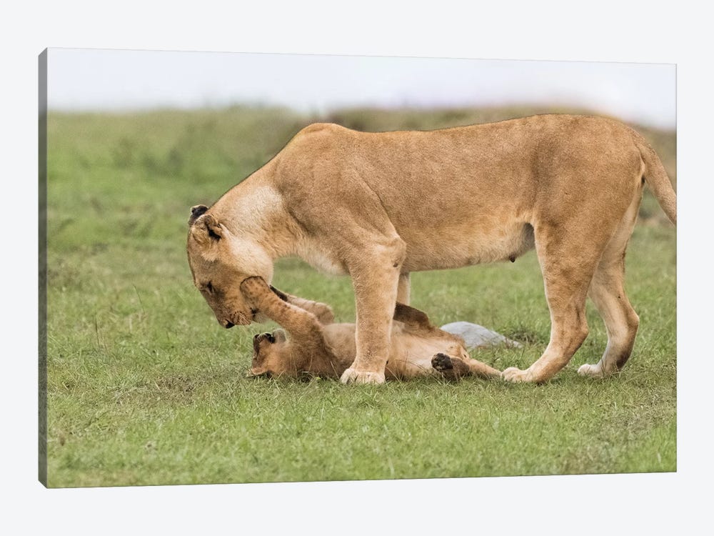 Africa, Kenya, Maasai Mara National Reserve. Lioness playing with cub. by Jaynes Gallery 1-piece Canvas Art Print