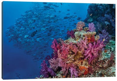 Fiji. Reef with coral and black snapper fish. Canvas Art Print - Coral Art