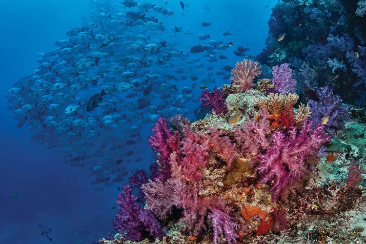 Fiji. Reef with coral and black snapper fish.