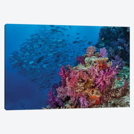 Fiji. Reef with coral and black snapper fish. Canvas Print #JYG36} by Jaynes Gallery Canvas Wall Art