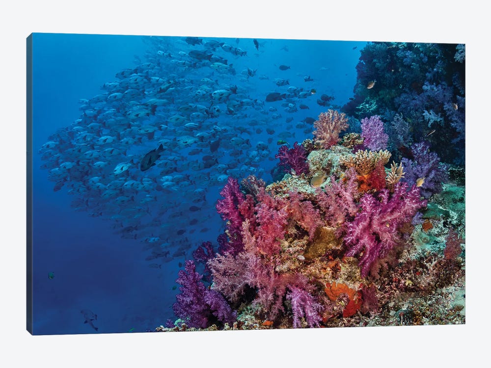 Fiji. Reef with coral and black snapper fish. by Jaynes Gallery 1-piece Canvas Art