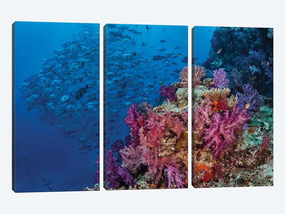 Fiji. Reef with coral and black snapper fish. by Jaynes Gallery 3-piece Canvas Artwork
