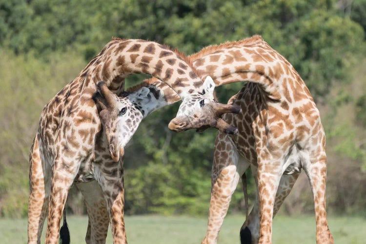 Africa, Kenya, Maasai Mara National Reserve. Male giraffes fighting.