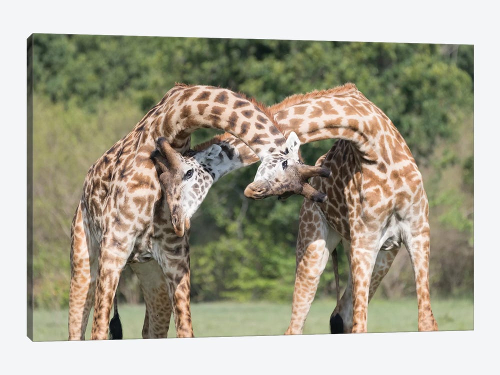 Africa, Kenya, Maasai Mara National Reserve. Male giraffes fighting. by Jaynes Gallery 1-piece Art Print