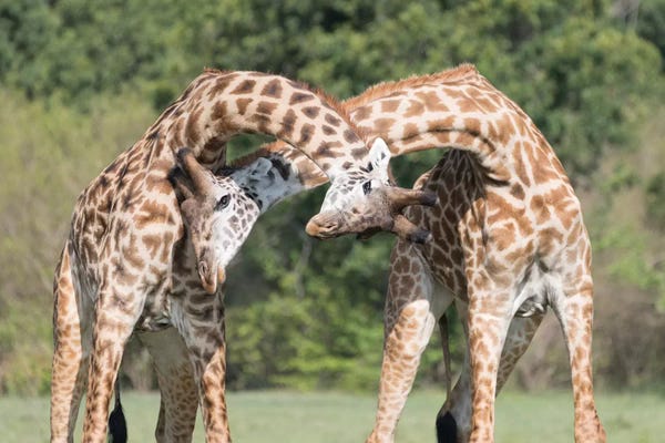 Male Giraffes Fighting. Africa, Kenya, Maasai Mara National Reserve.
