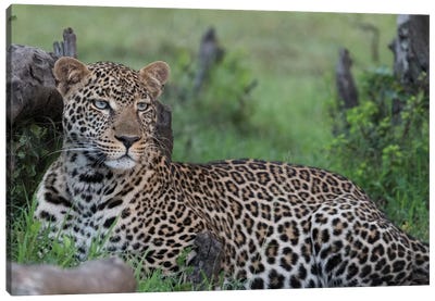 Africa, Kenya, Maasai Mara National Reserve. Resting leopard. Canvas Art Print - Maasai Mara National Reserve