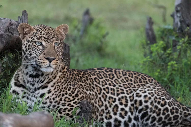 Resting Leopard. Africa, Kenya, Maasai Mara National Reserve.
