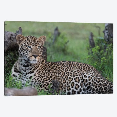 Africa, Kenya, Maasai Mara National Reserve. Resting leopard. Canvas Print #JYG371} by Jaynes Gallery Art Print