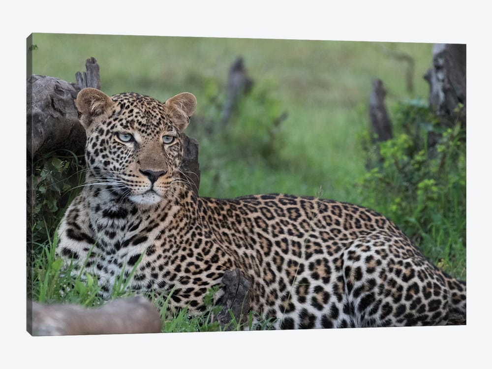 Africa, Kenya, Maasai Mara National Reserve. Resting leopard. by Jaynes Gallery 1-piece Canvas Artwork