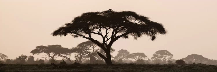 Africa, Kenya, Maasai Mara National Reserve. Silhouette of umbrella thorn acacia tree at sunset.