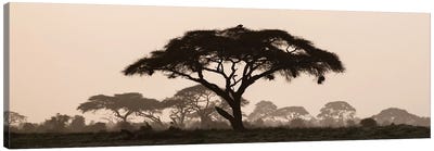 Africa, Kenya, Maasai Mara National Reserve. Silhouette of umbrella thorn acacia tree at sunset. Canvas Art Print - Jaynes Gallery