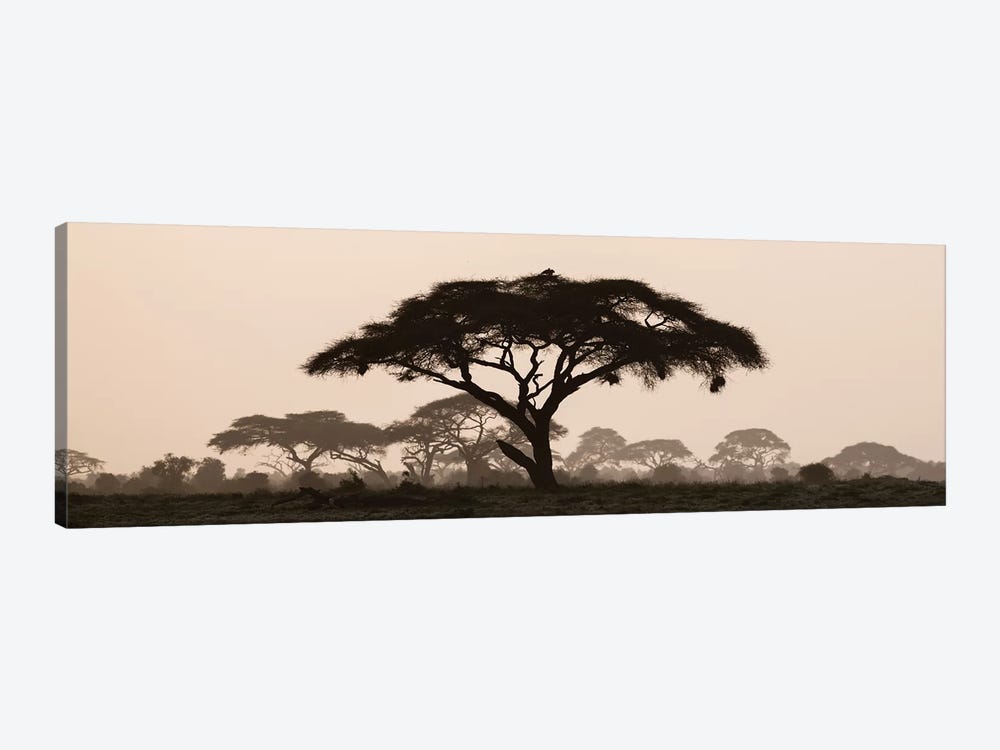 Africa, Kenya, Maasai Mara National Reserve. Silhouette of umbrella thorn acacia tree at sunset. by Jaynes Gallery 1-piece Canvas Art Print