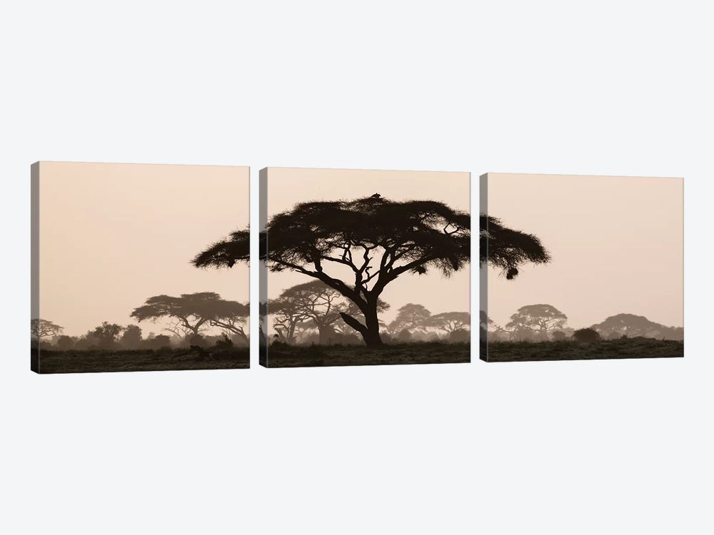 Africa, Kenya, Maasai Mara National Reserve. Silhouette of umbrella thorn acacia tree at sunset. by Jaynes Gallery 3-piece Art Print