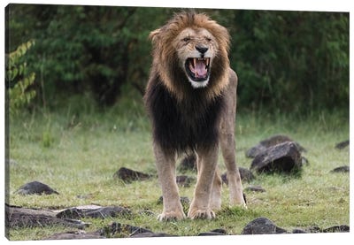 Africa, Kenya, Maasai Mara National Reserve. Snarling male lion. Canvas Art Print - Maasai Mara National Reserve