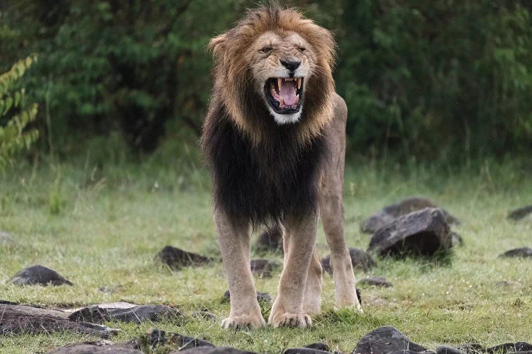 Africa, Kenya, Maasai Mara National Reserve. Snarling male lion.