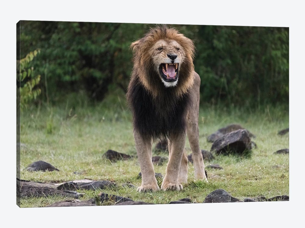 Africa, Kenya, Maasai Mara National Reserve. Snarling male lion. by Jaynes Gallery 1-piece Canvas Artwork