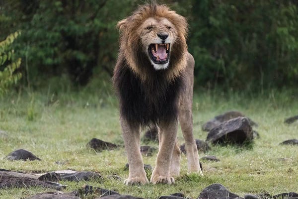 Snarling Male Lion. Africa, Kenya, Maasai Mara National Reserve.