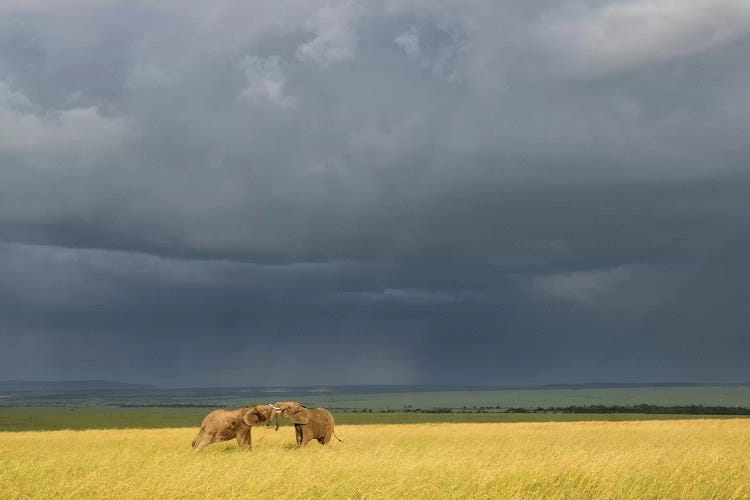 Africa, Kenya, Maasai Mara National Reserve. Storm clouds over elephants at sunset.