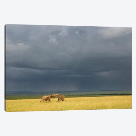 Africa, Kenya, Maasai Mara National Reserve. Storm clouds over elephants at sunset. Canvas Print #JYG374} by Jaynes Gallery Canvas Wall Art