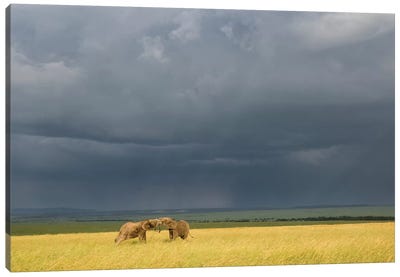 Africa, Kenya, Maasai Mara National Reserve. Storm clouds over elephants at sunset. Canvas Art Print - Kenya