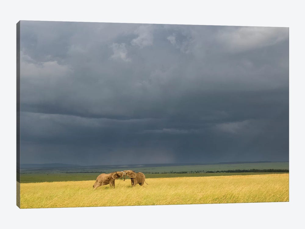 Africa, Kenya, Maasai Mara National Reserve. Storm clouds over elephants at sunset. by Jaynes Gallery 1-piece Canvas Print