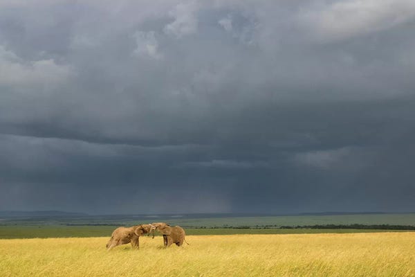 Storm Clouds Over Elephants At Sunset. Africa, Kenya, Maasai Mara National Reserve.