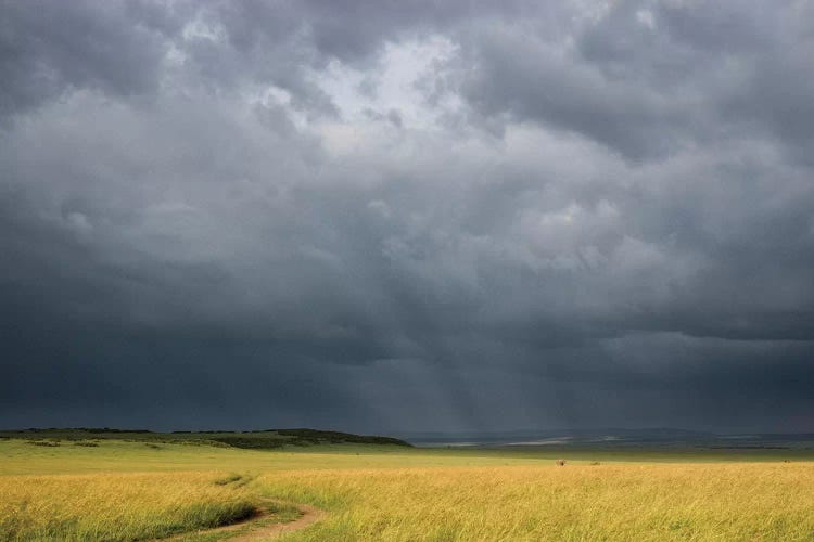 Africa, Kenya, Maasai Mara National Reserve. Storm clouds over savannah at sunset.