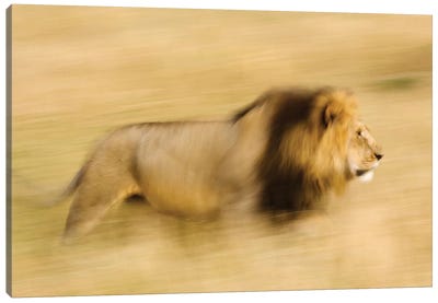 Africa, Kenya, Maasai Mara. Motion blur of walking male lion. Canvas Art Print - Maasai Mara National Reserve